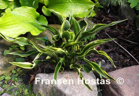 Hosta Hands Up